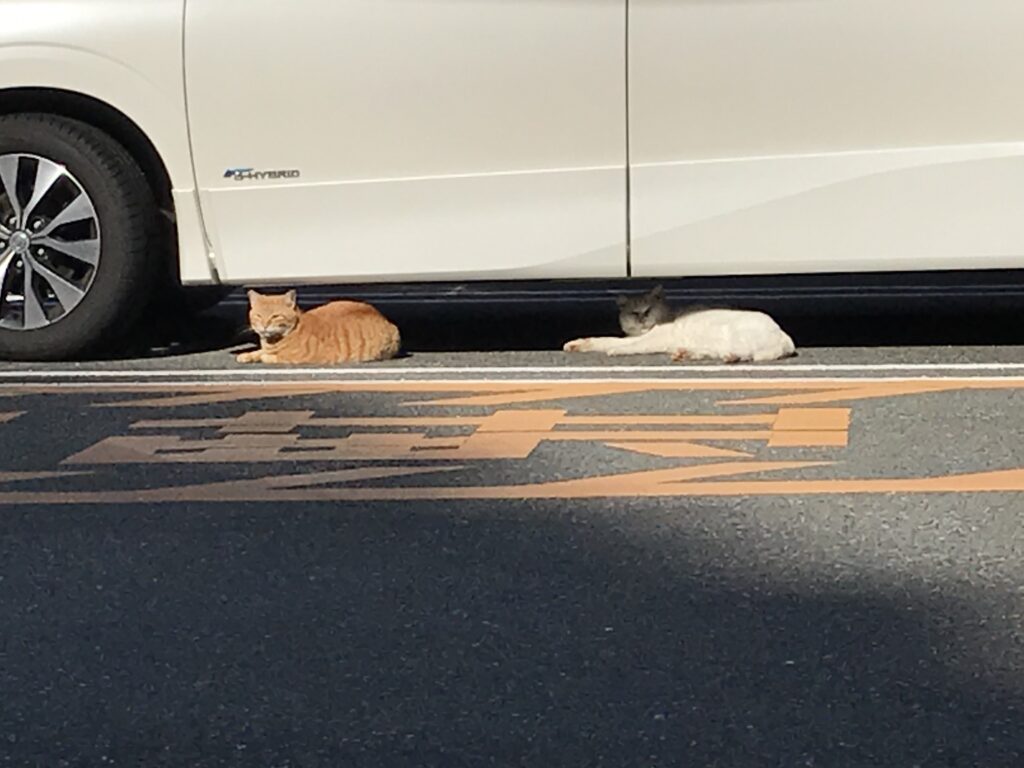 駐車場入口猫