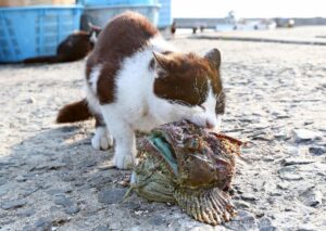 宮城県田代島の猫